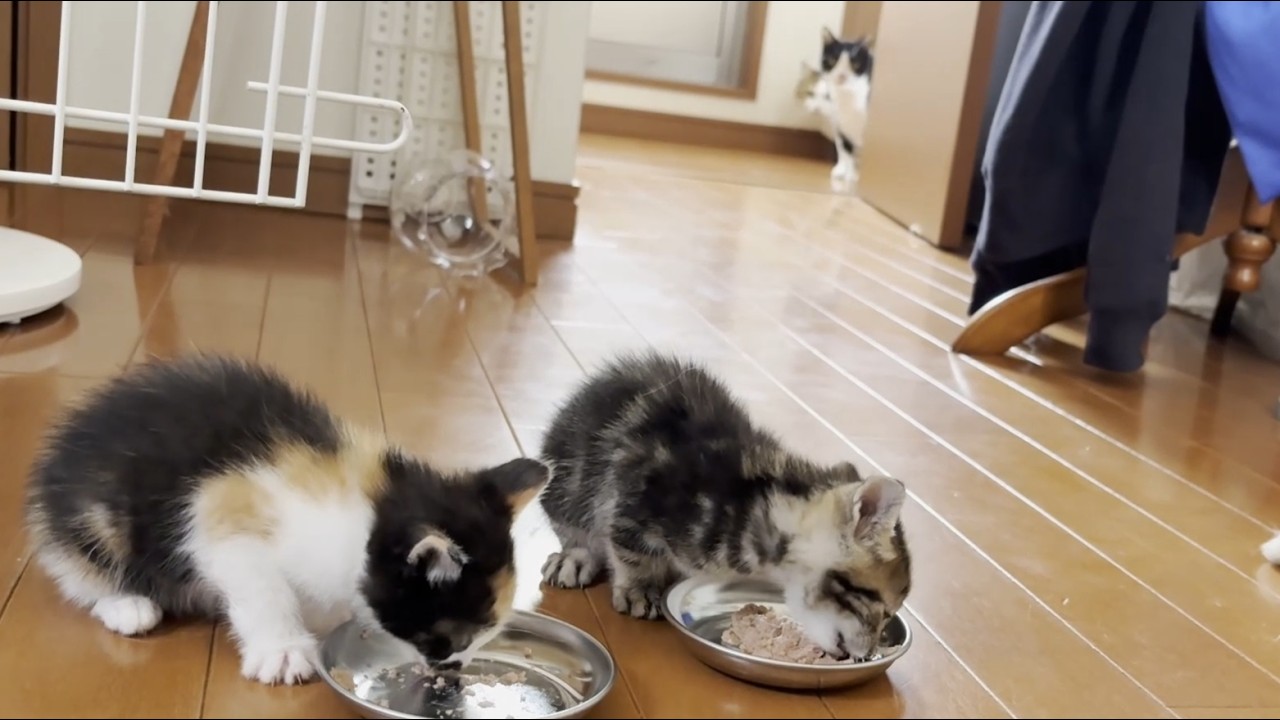 母親経験がある猫のおかげで子猫に近づけるようになった猫