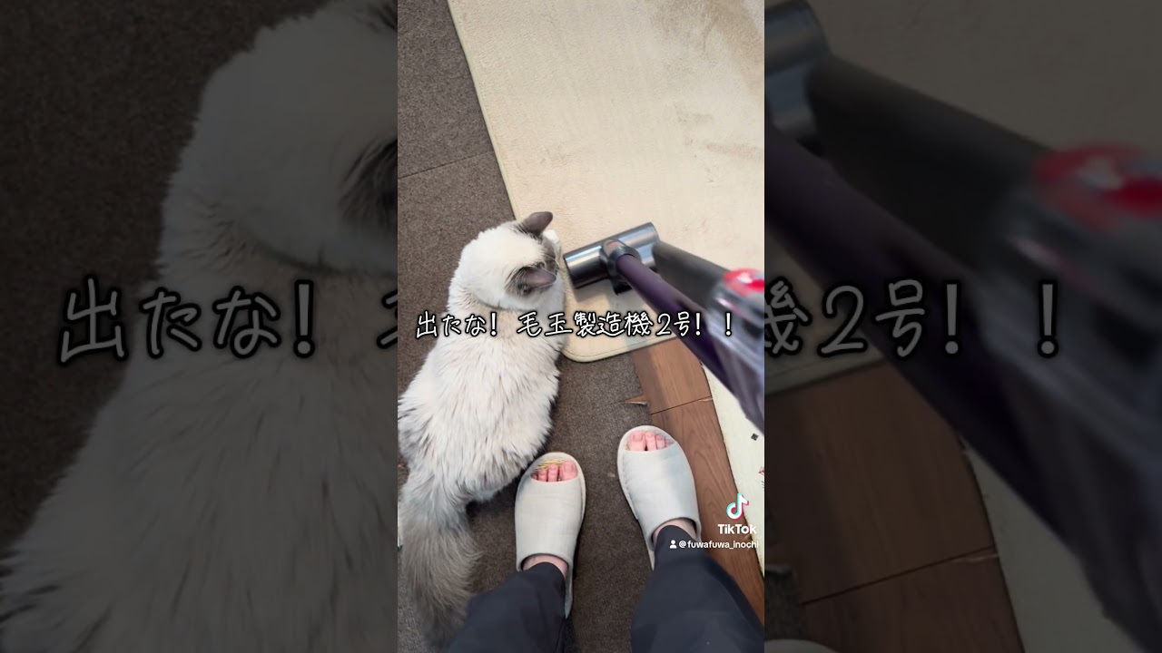 長毛猫2匹居る部屋の掃除の現実… #マンチカン #cat #保護猫 #サイベリアン #掃除 #dyson #長毛猫