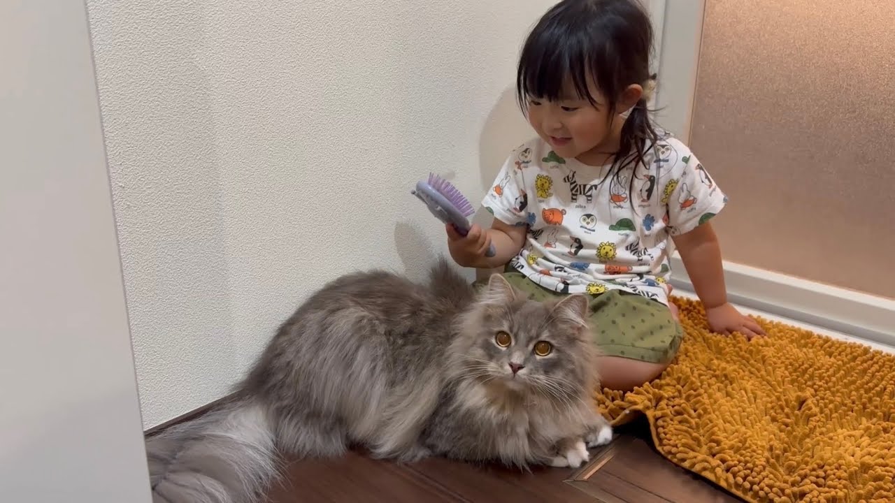 幼児には大人しくブラッシングしてもらう猫　サイベリアンA cat getting brushed. Siberian