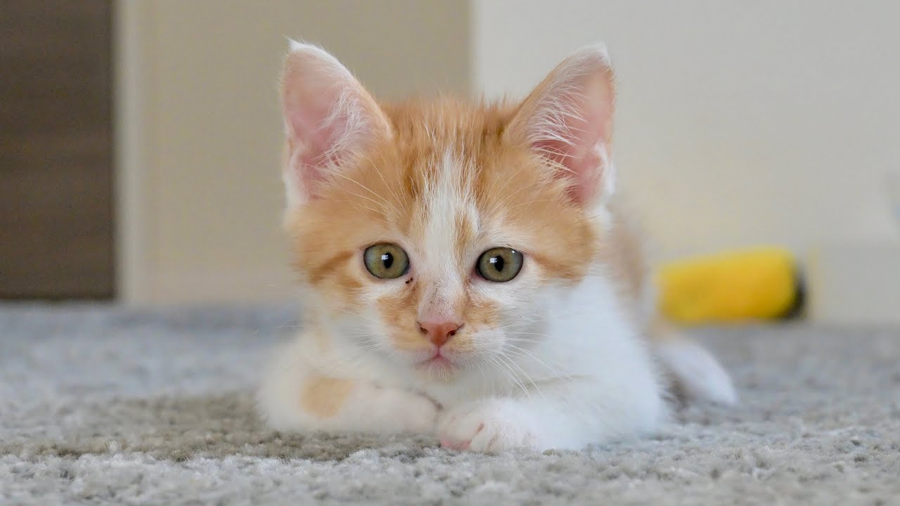 保護した子猫の今後について。