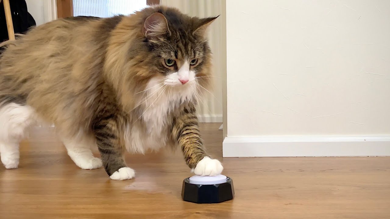 猫と会話できるボタンを設置したらとんでもないことになりました