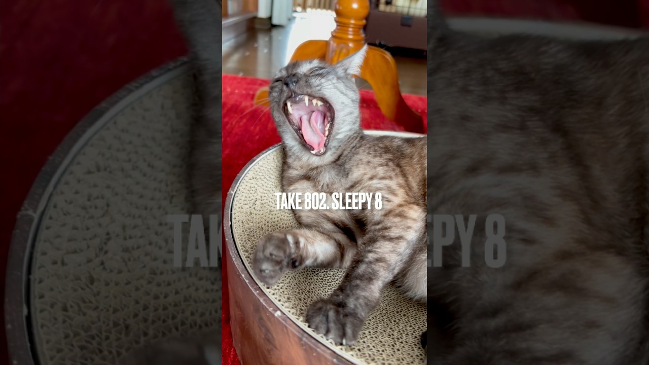 #大あくび 失礼しますにゃ❗️#猫あくび #ねむい #egyptianmaucat #エジプシャンマウ #エジプシャンマウの仲間たち #エジプシャンマウスモーク #shorts