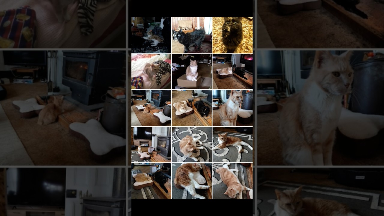 Our #Manx #cats #catshorts Bob & Wendy #catvideos #mm3dtv @MetalMania3DTV-TAS-AUS