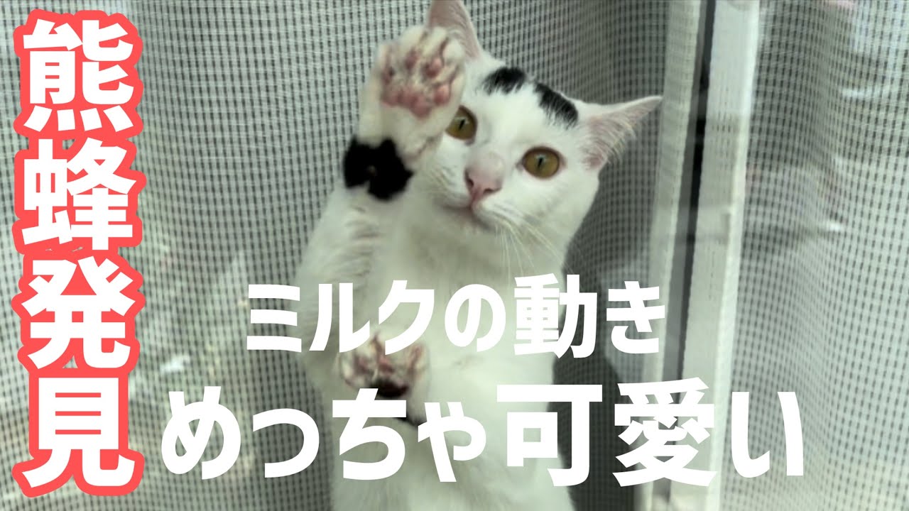 熊蜂を見つけた猫の可愛い動きに癒される。#保護猫 #ねこ #ねこ ＃ミルねーさん