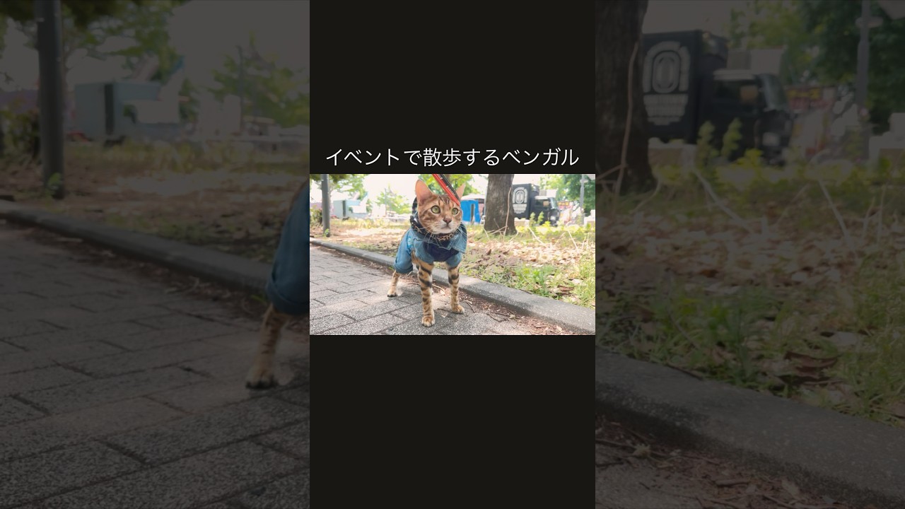 散歩するベンガル猫#shorts#ネコ#CAT