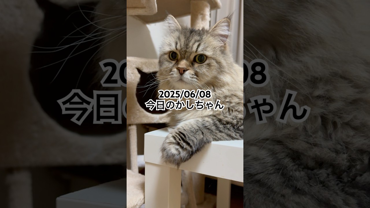 2025/06/08今日のかしちゃん #猫 #ペルシャ #カシス #cat #猫のいる暮らし