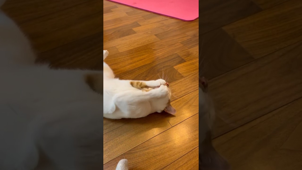 一人遊びを満喫する猫#cat #日本猫 #保護猫