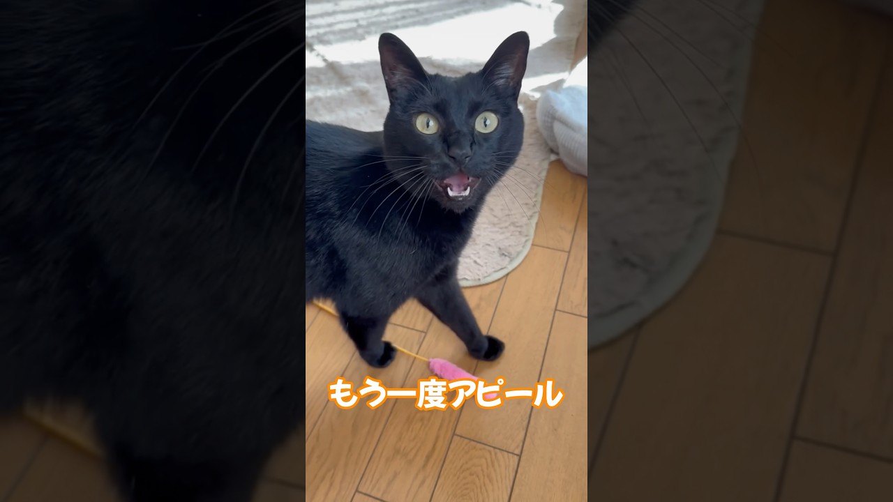 アピール！　#shorts #cat #ねこ