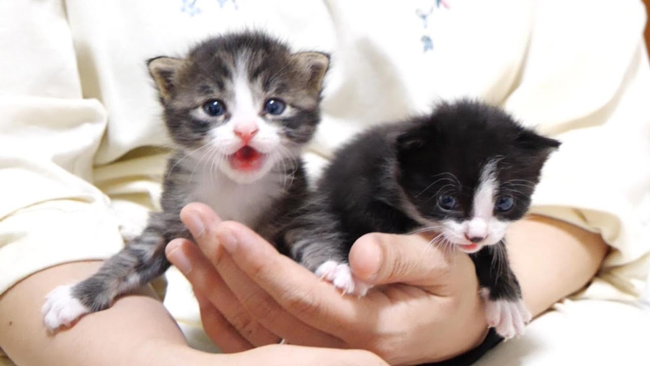 ママに捕まった子猫がかわいいフミフミを披露する？【赤ちゃん猫　保護猫】