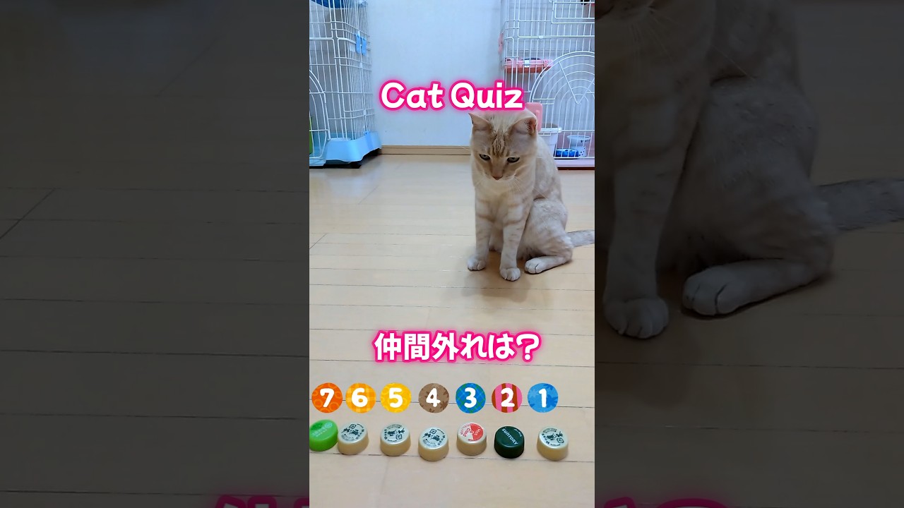 【ねこクイズ】仲間外れはどれかニャ？😽