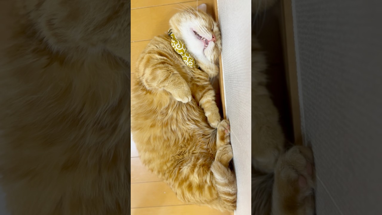 お、おきてー！ #猫 #マンチカン #shorts