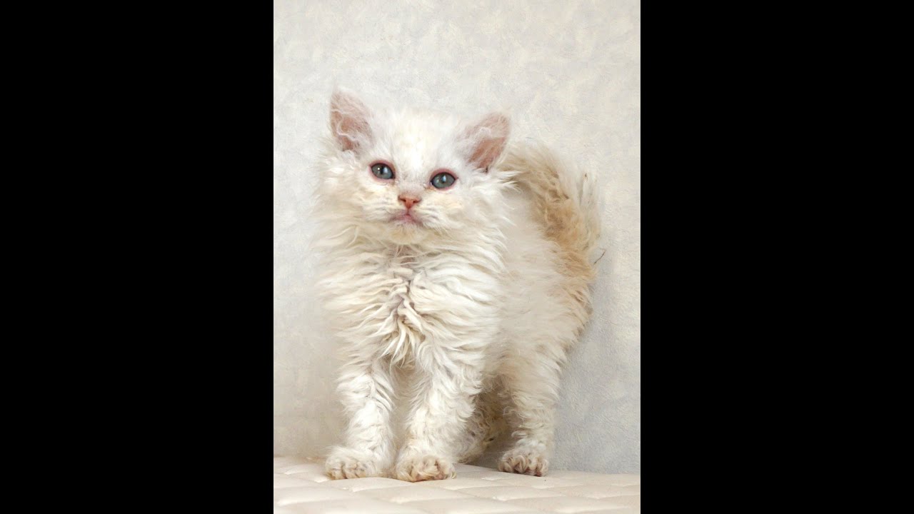 セルカークレックス子猫　Selkirk Rex　2025.4.12産まれ　クリーム＆ホワイト　巻き毛　男の子　シーダキャット猫のお店