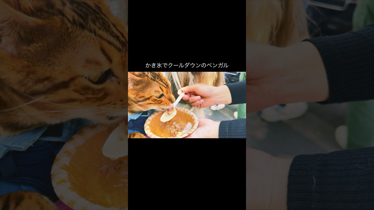かき氷を食べるベンガル猫#shorts#ベンガル#CAT