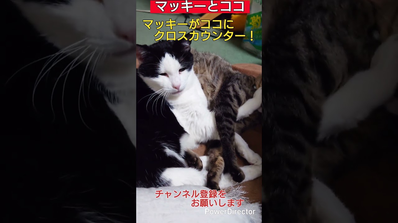【愛猫のマッキーとココ】寝ながらボクシング？😅💕😸#猫 #cat #cats #猫動画 #猫のいる暮らし