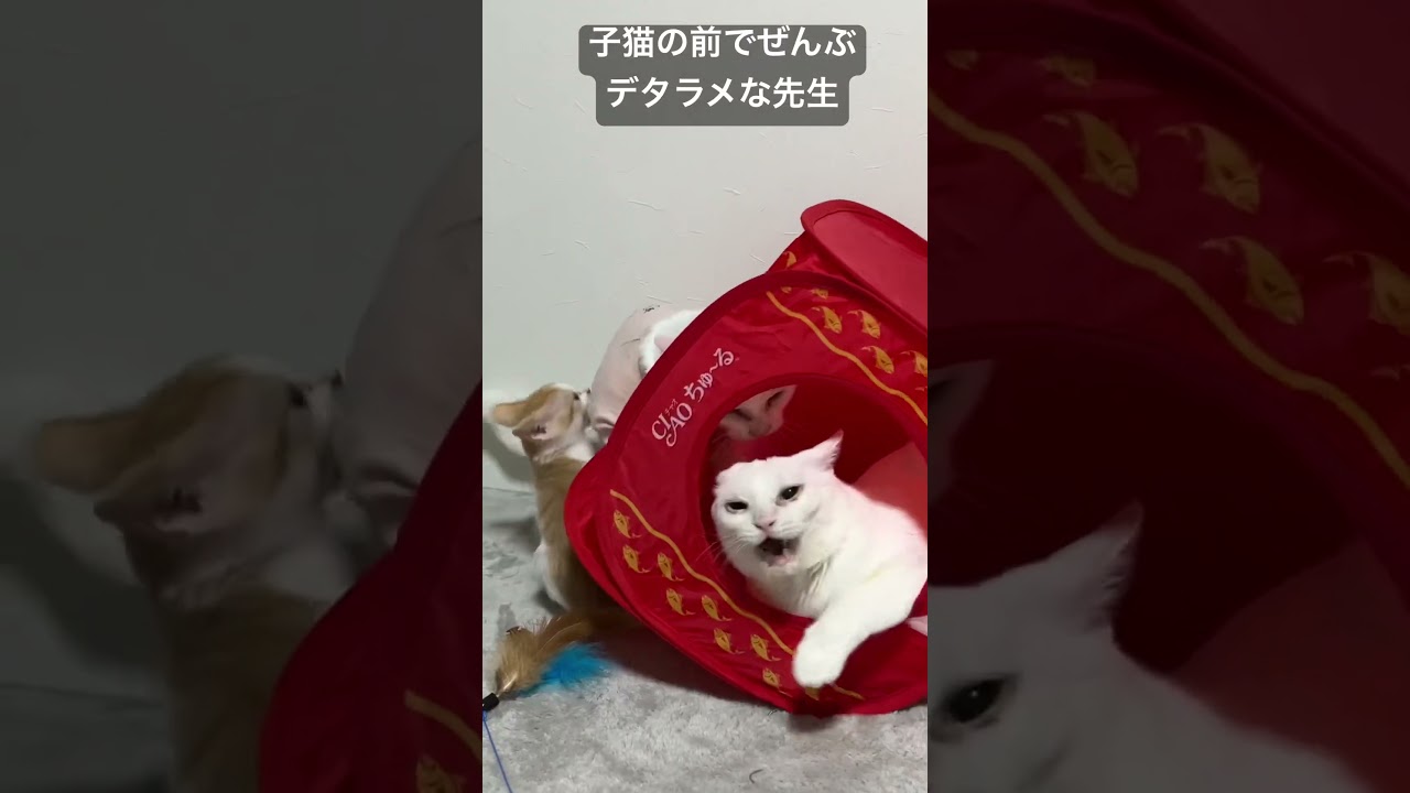 子猫の前で全部がデタラメな先生 #cat  #猫  #ねこ  #保護猫 #cute #猫のいる暮らし #子猫 #shorts  #こねこ
