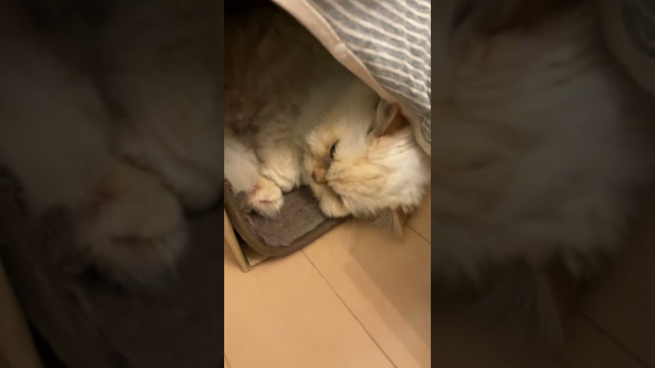 ♥チーノの日常【😽…この箱、気に入った模様…】ホワイトヒマラヤン14歳（約72歳）　#shorts　#cat　#pets　猫好き　癒し