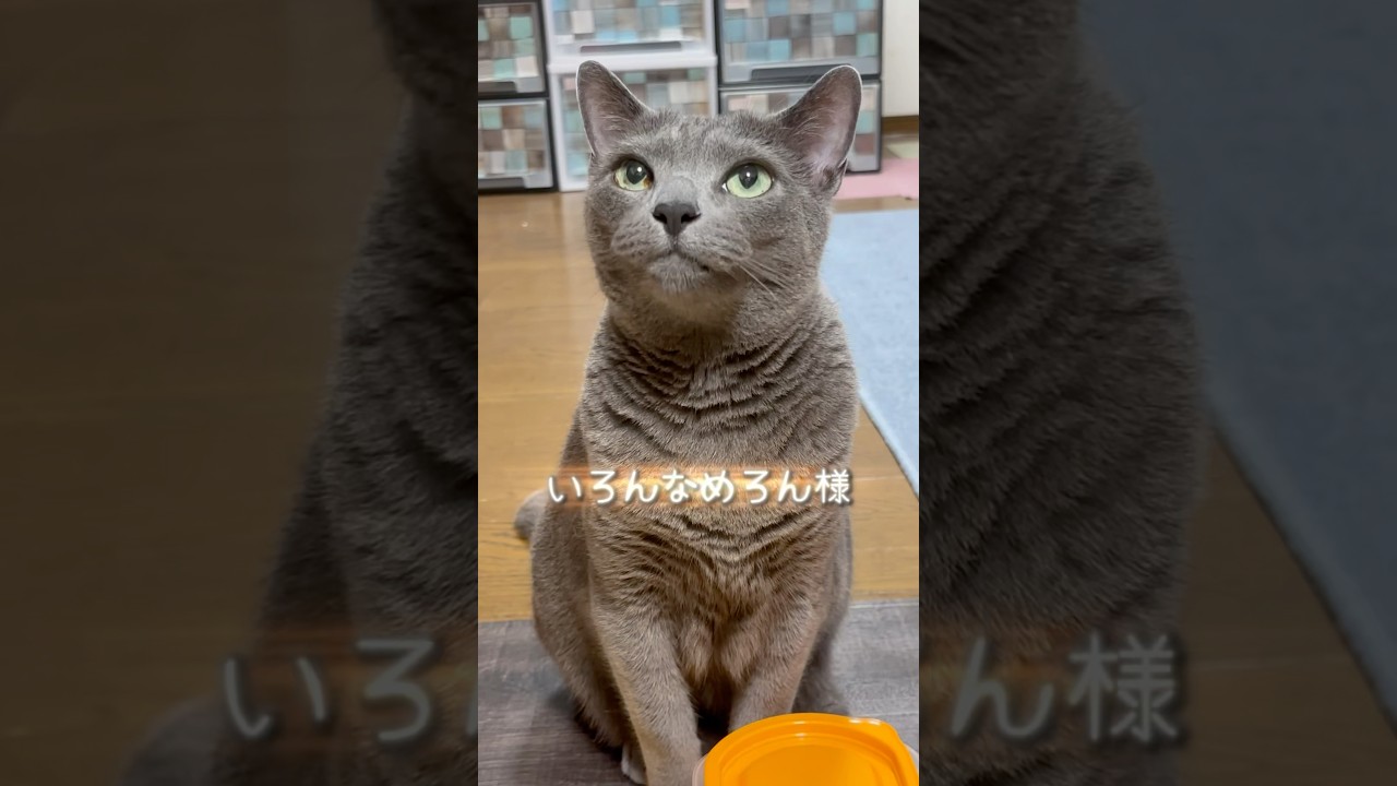 【ロシアンブルー】激しいめろんありです🤗【猫】#shorts