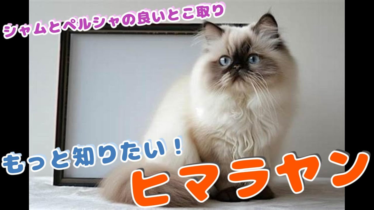もっと知りたい！動物のこと【ヒマラヤン】#cat #animals #雑学 #動物 #猫 #ねこ #猫のいる暮らし #猫動画 #ねこのいる生活 #ヒマラヤン #かわいい #可愛い #可愛い猫