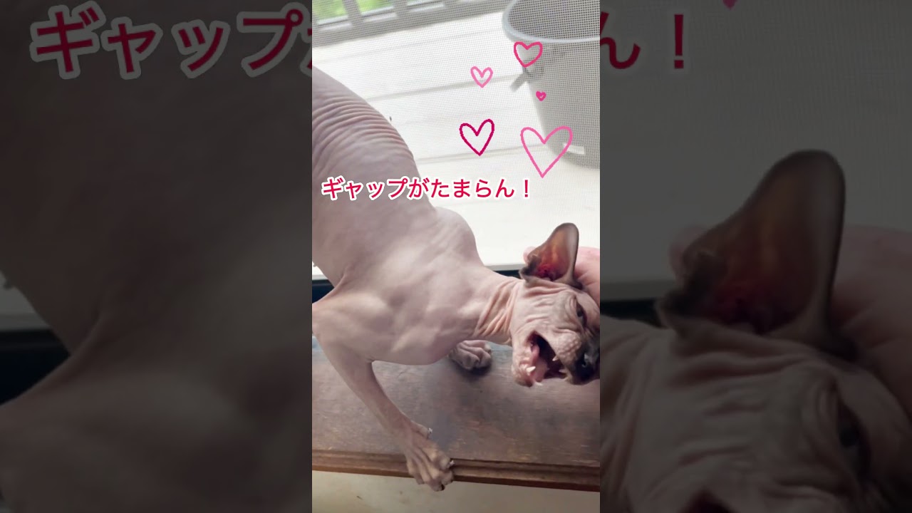 スフィンクスって顔とのギャップがクセになる♡#shorts #スフィンクス #スフィンクス猫 #猫動画#sphynx