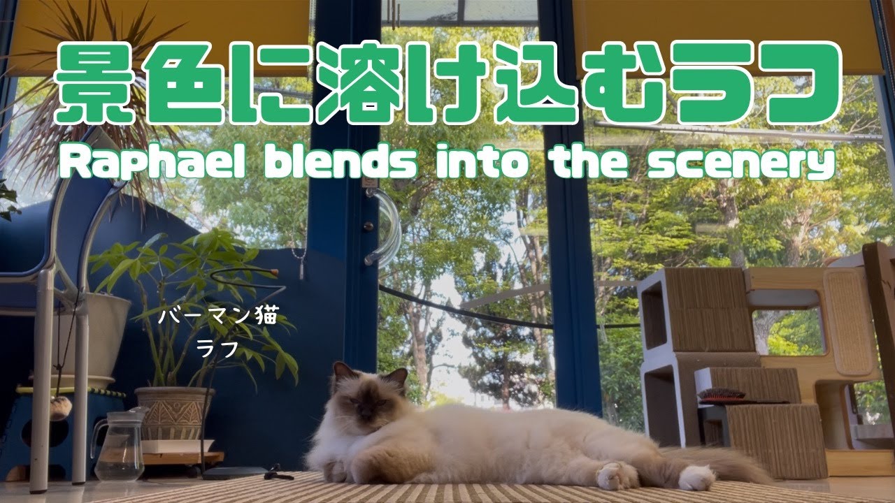 バーマン猫ラフ【景色に溶け込むラフ】Raphael blends into the scenery（バーマン猫）Birman/Cat