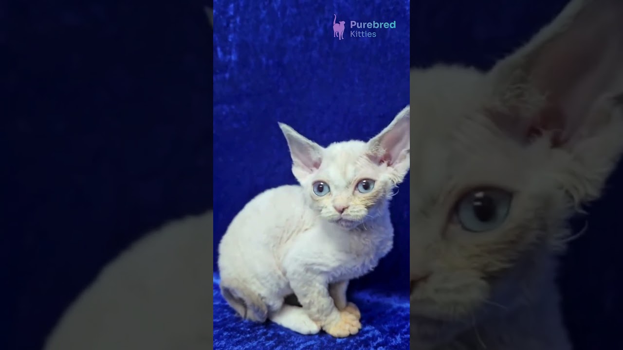 Adopt Gabriella: Lilac Bicolor Devon Rex Kitten 💜Your Hypoallergenic & Full of Love! #DevonRex