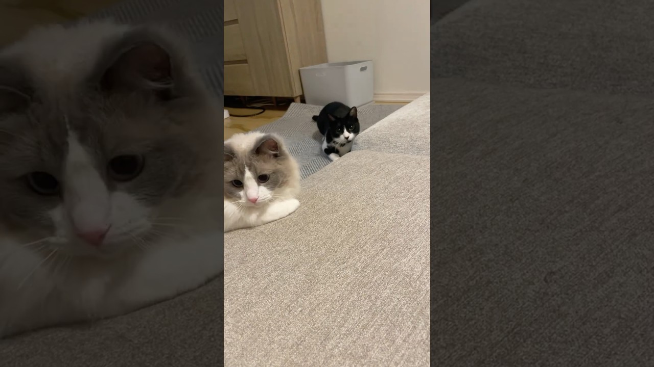 シンクロにゃんこ #cat #猫 #ラグドール#shorts  #ハチワレ