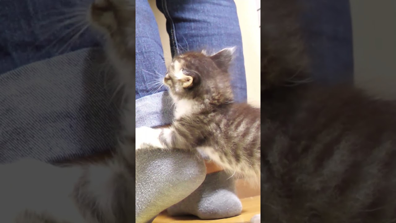 ママにご飯を早く出すようにと説得する子猫【赤ちゃん猫　保護猫】 #gatto #kitten #子ネコ #cat #meow #asmr