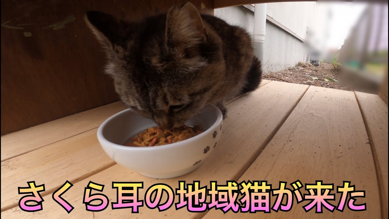 さくら耳の地域猫と、いつもの野良猫が食事に来た。