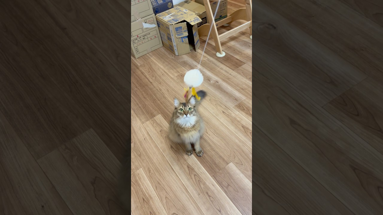 首の白いもふもふが可愛い猫 #ソマリ #ねこのいる暮らし