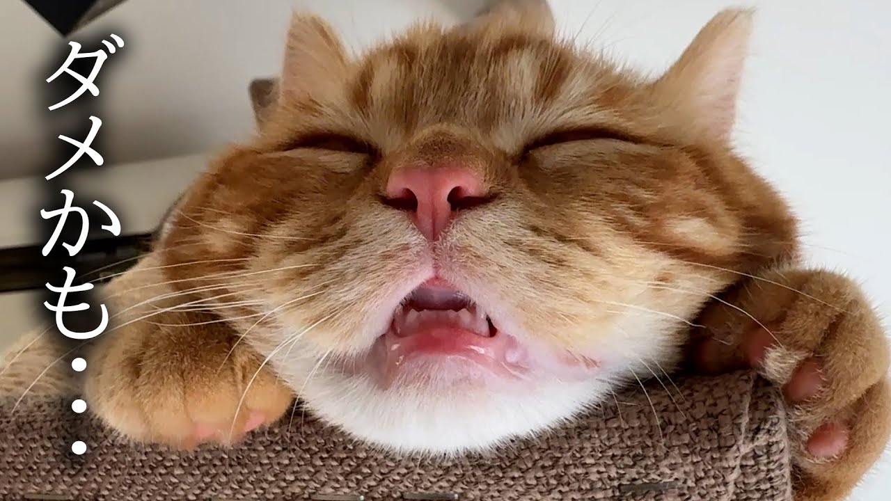 子猫が手術してから様子がおかしいです...