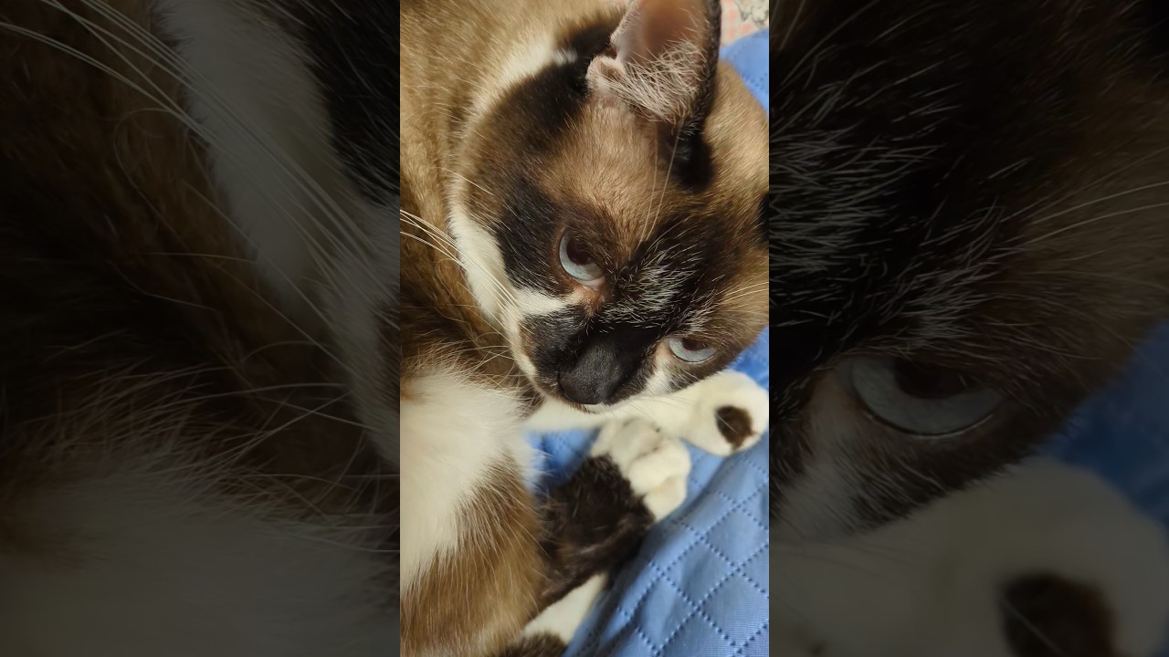 飼い猫「そらくん」この坊は、早朝と夜以下はダラダラ#shortsyoutube #スノーシュー猫 #猫のいる暮らし #cat＃多頭飼育崩壊
