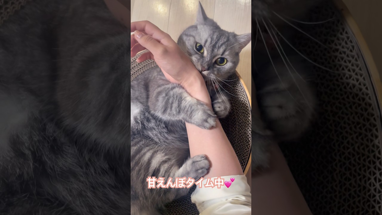 甘えん坊な猫　#ねこ #ねこのいる生活  #マンチカン  #かわいい動物