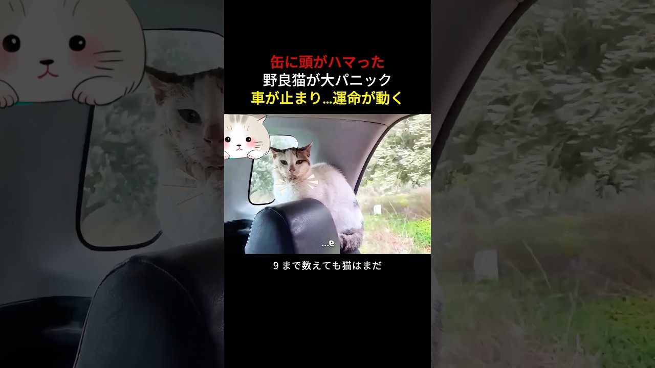 金属缶に頭が挟まった猫を救出した #猫 #猫の救出 #動物レスキュー #感動動画 #猫好きさんと繋がりたい