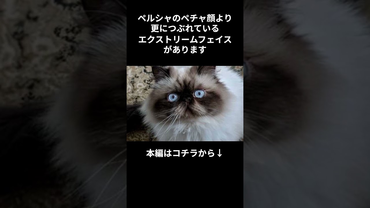 もっと知りたい！ヒマラヤン #short #shorts #shortvideo #cat #animals #雑学 #動物 #猫 #ねこ #猫のいる暮らし #猫動画 #ヒマラヤン #かわいい