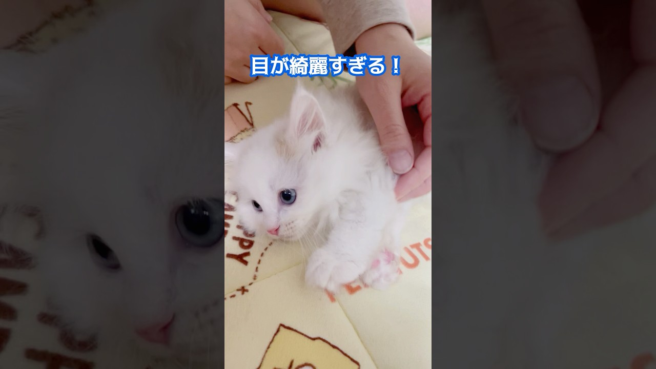 目が宝石みたいに綺麗なおチビ #猫 #子猫 #ラガマフィン