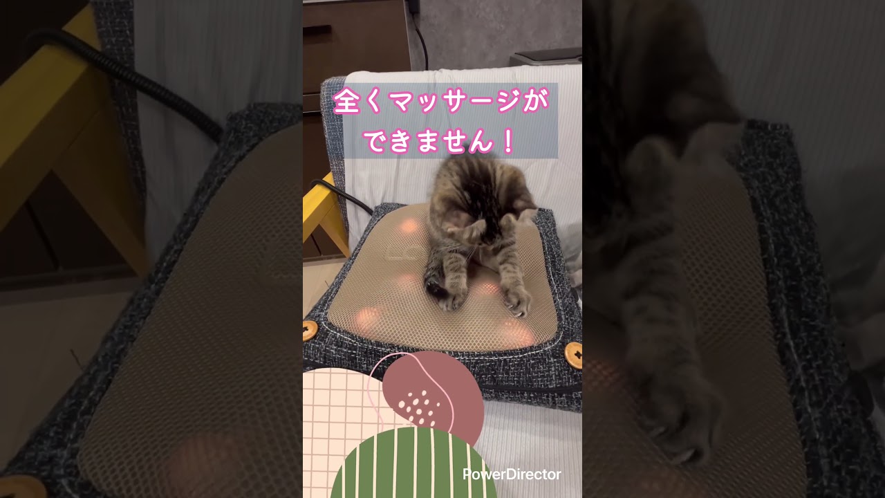 【保護猫】【子猫保護】【アメリカンカール子猫】【シャムミックス子猫】可愛すぎるのはやめれる？#shorts #子猫#保護猫#保護猫ボランティア #cat #かわいい子猫 #猫のいる暮らし#フランフラン