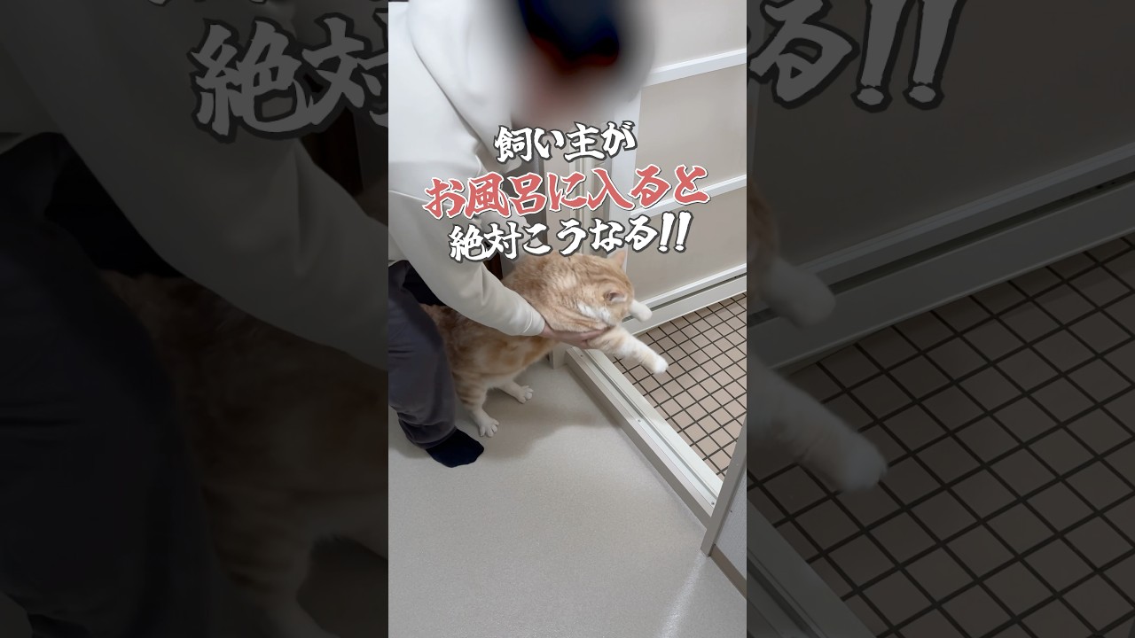 #猫 #cat #ねこ #猫動画 #猫あるある #可愛い猫
