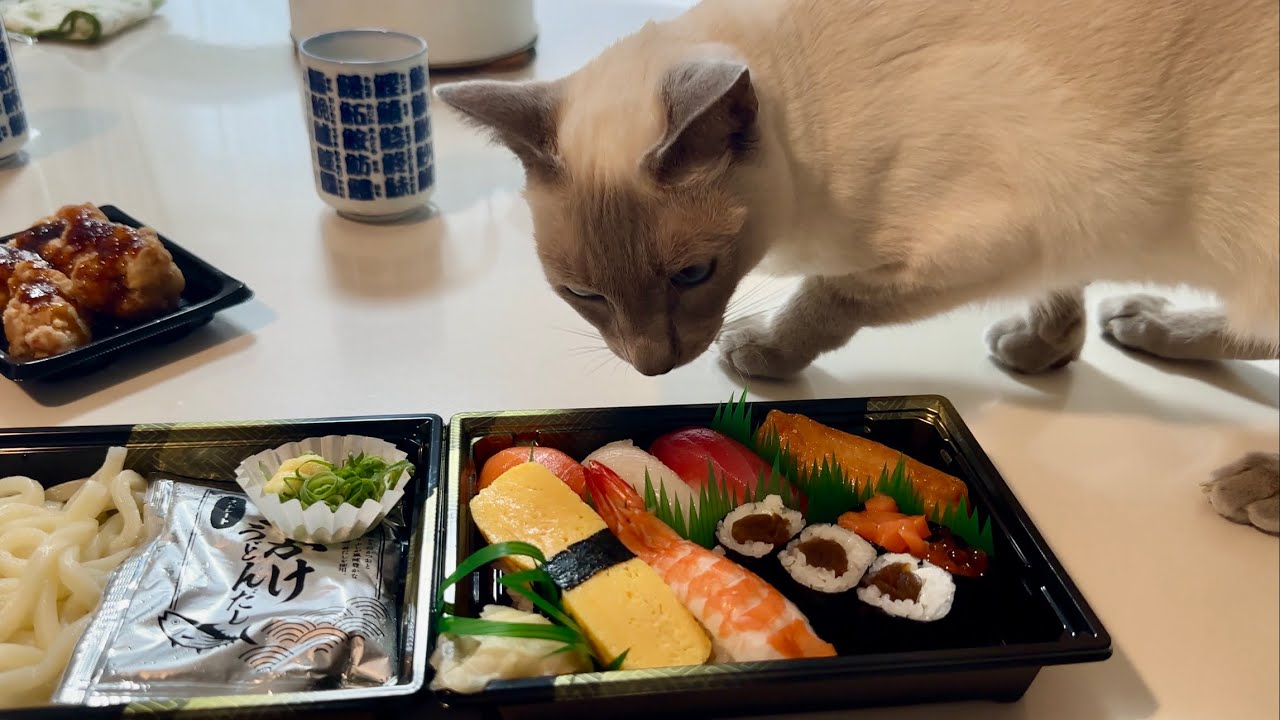 【トンキニーズ･検証！】猫はお寿司が好きなのか？思いがけない反応が…っ
