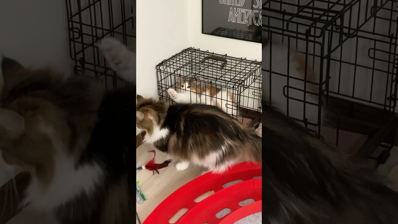 ノルウェージャンフォレストキャットの兄妹。カゴの中が妹。