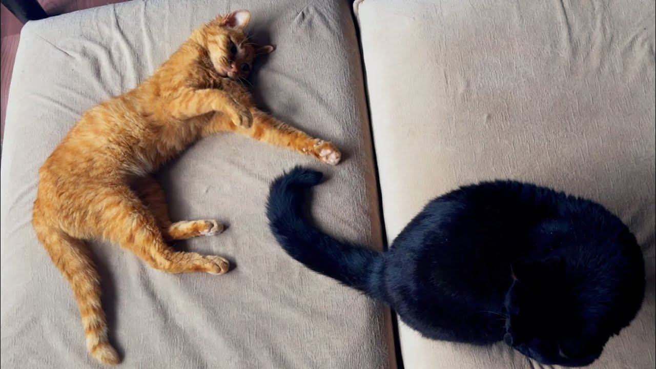眠いけどまだ遊びたい子猫vsしっぽであやす猫　Cat Entertains Kitten with Its Tail