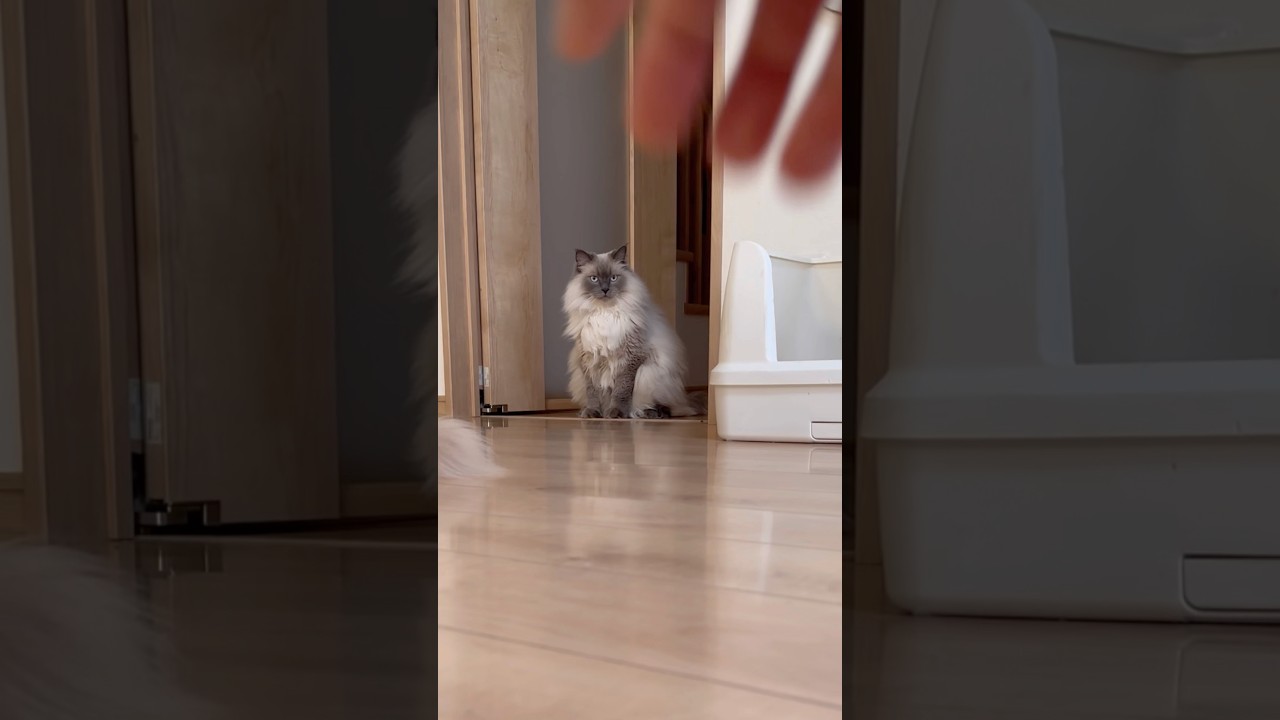 呼んでも全く来ない猫　もふもふサイベリアン