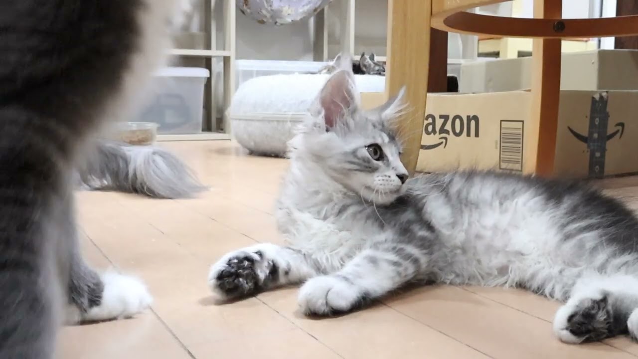 生後78日シルバーのメインクーン男の子猫2時君