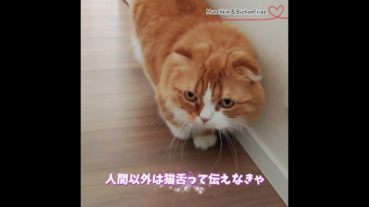【マンチカン＆ビションフリーゼ】伝えたいことがあったのに逃げ帰る女王猫 【犬と猫、両方飼ってると毎日かわいい♥】