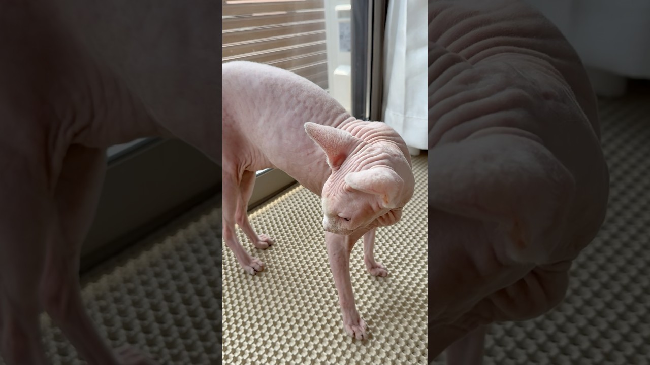 体にマットの跡形がいきまくった毛のない猫ww【スフィンクス】