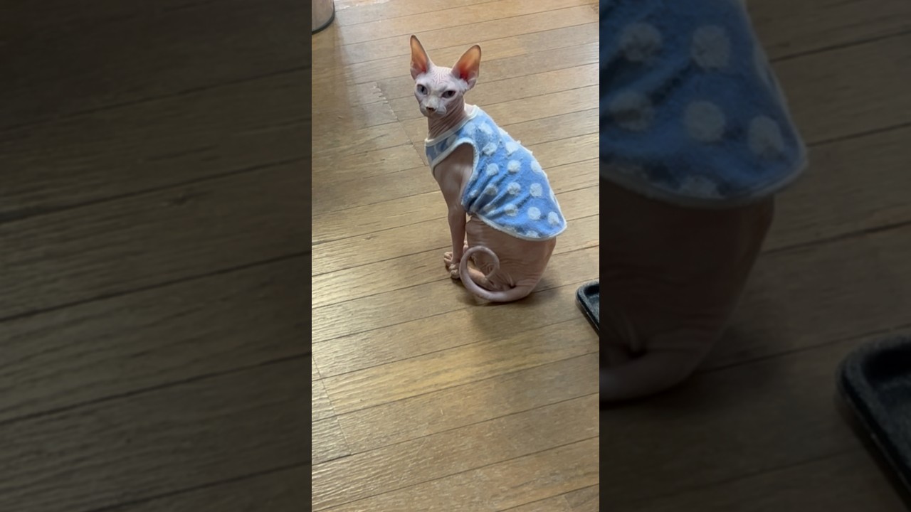 スフィンクスにもてあそばれる飼い主#shorts #スフィンクス #スフィンクス猫 #猫動画#sphynx