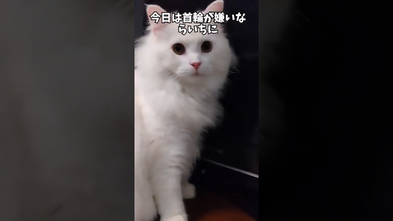 【らいち】レッツ首輪チャレンジ！#Shorts#サイベリアン