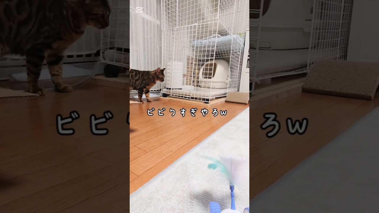 ビビりすぎやろ笑 #猫 #猫動画 #猫のいる暮らし #ベンガル #cat #fyp #shorts #short
