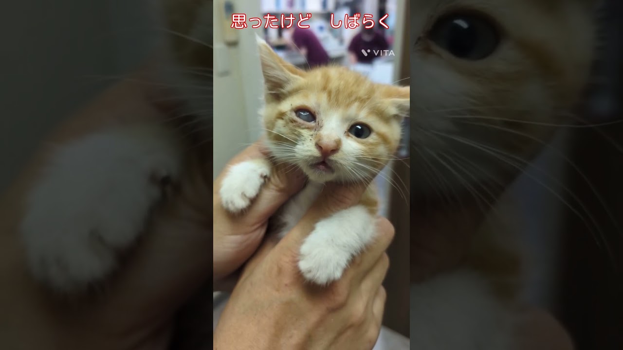 子猫保護止まらない！この子達はメンバーが見てくれます！眼球摘出にならなくて済みますように　#shorts  #子猫　#保護猫　#猫