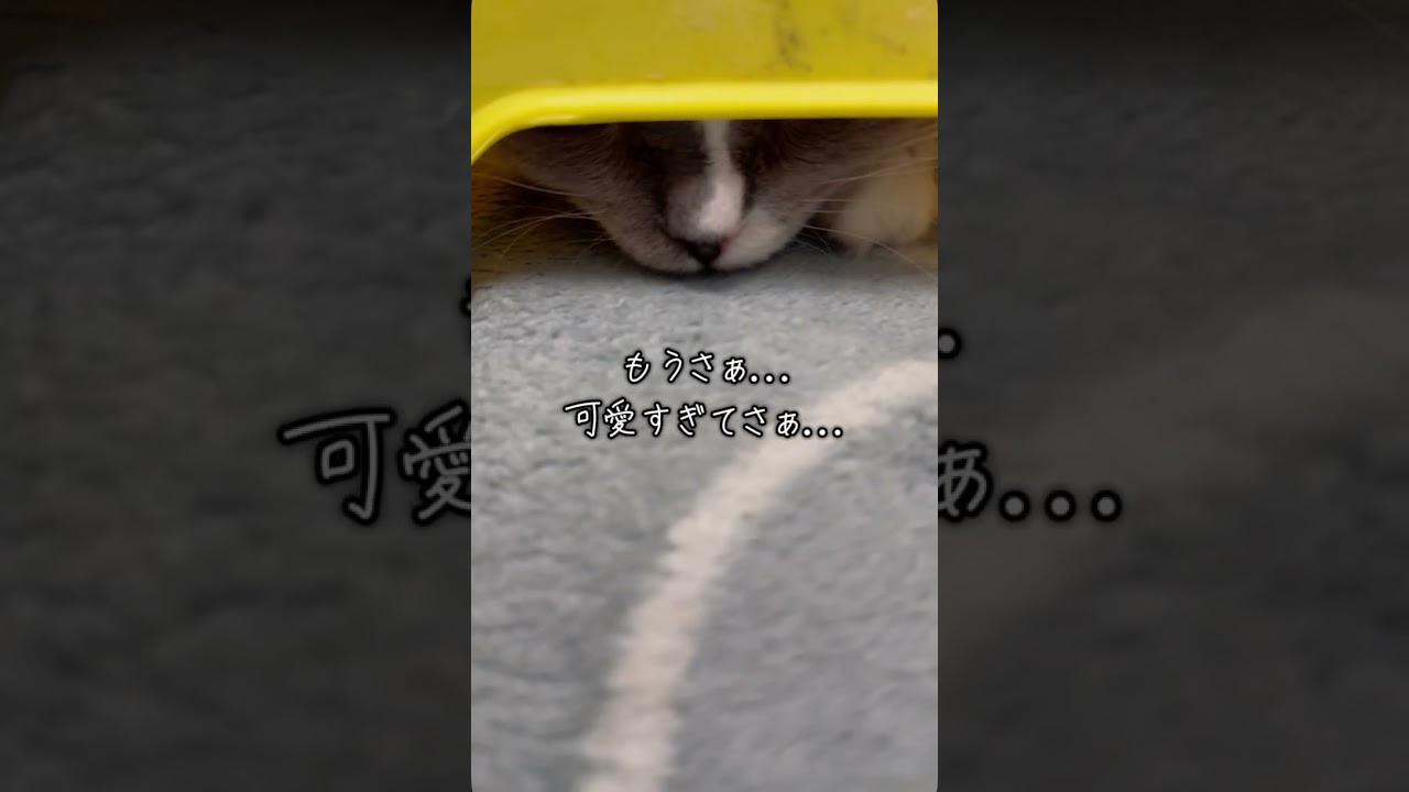 踏み台が今日も可愛い… #マンチカン #cat #保護猫 #子猫
