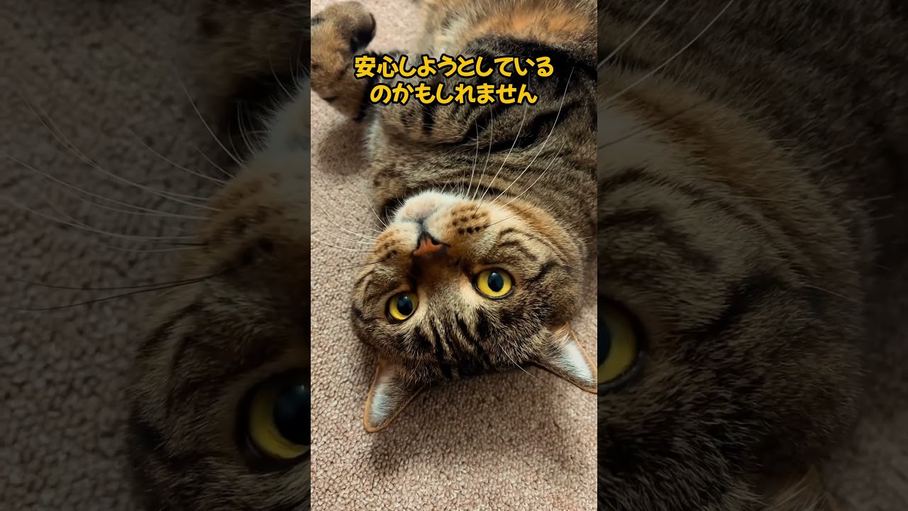 信頼サインとは😎？ #猫動画 #cat #ねこのいる幸せ #猫のいる暮らし #猫のいる生活